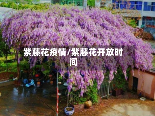 紫藤花疫情/紫藤花开放时间