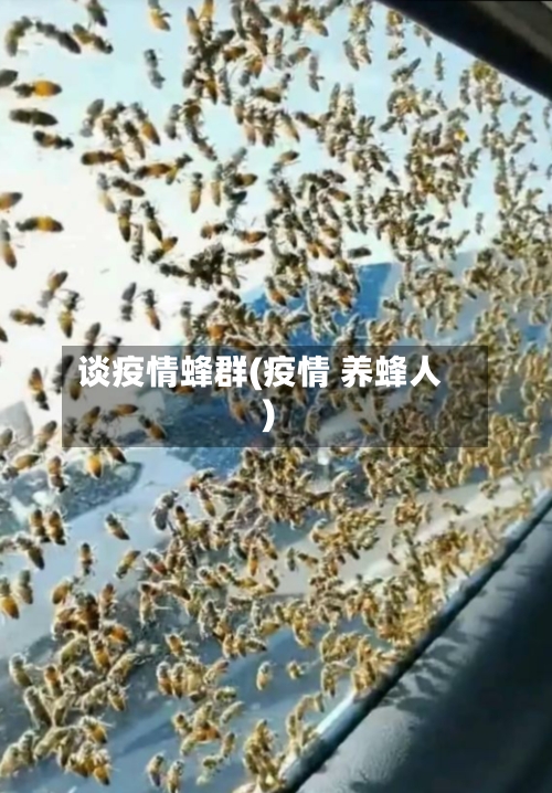 谈疫情蜂群(疫情 养蜂人)